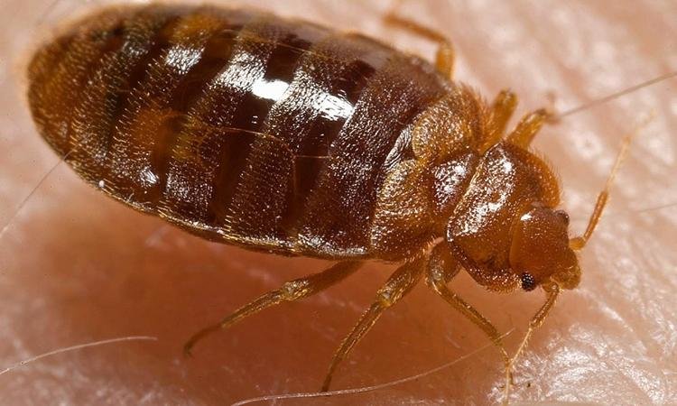 Les xinxes són insectes petits de color cafè, aplanats i hematòfags